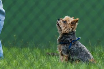 Bild 98 - TC Rot Wei� Wahlstedt II - TSV Havelse : Ergebnis: 7:2